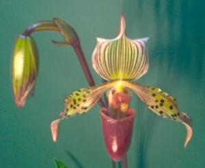 Paphiopedilum I'Ansonii
