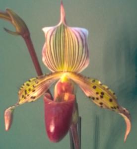 Paphiopedilum I'Ansonii