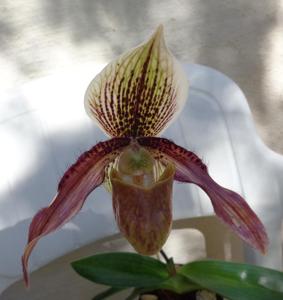 Paphiopedilum Kubele