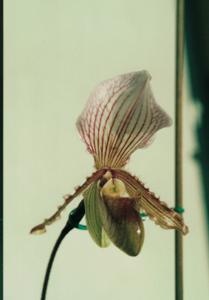 Paphiopedilum Mrs. Sutton Willoughby