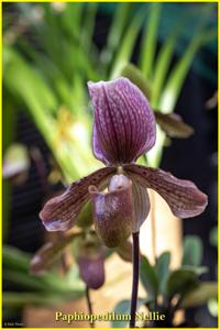 Paphiopedilum Nellie