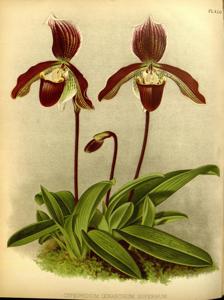 Paphiopedilum Oenanthum