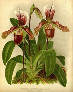 Paphiopedilum Pitcherianum