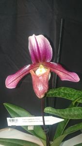 Paphiopedilum Robin Hood