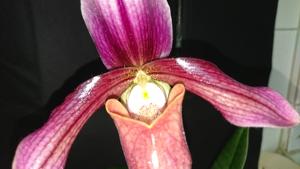 Paphiopedilum Robin Hood