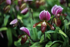 Paphiopedilum Rosita