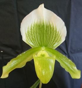 Paphiopedilum Rosettii