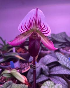 Paphiopedilum Warden