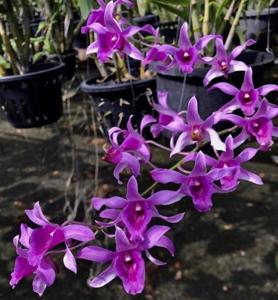 Dendrobium Australia