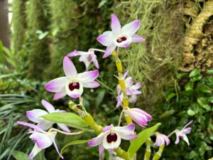 Dendrobium The Gem