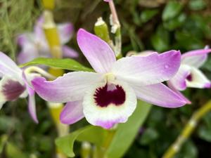 Dendrobium The Gem