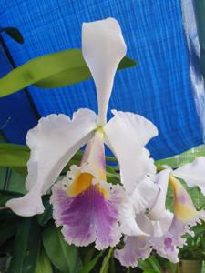 Cattleya Egerland