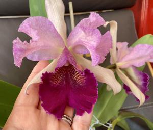 Cattleya Voltaire