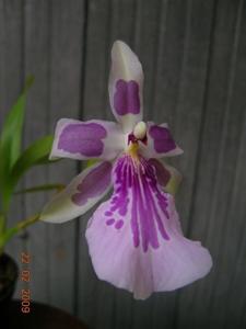 Miltonia Leucoglossa