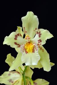 Oncidium Rolfeae