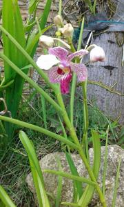 Papilionanda Madame Dinger