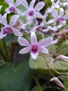 Dendrobium Albertine