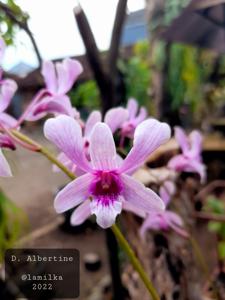 Dendrobium Albertine