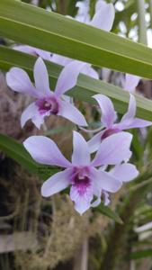 Dendrobium Albertine