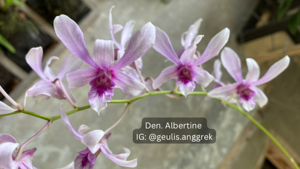 Dendrobium Albertine