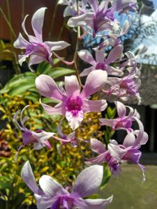 Dendrobium Albertine