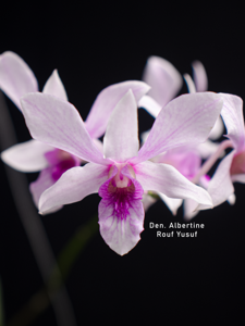 Dendrobium Albertine