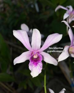 Dendrobium Albertine