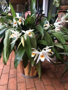 Coelogyne Memoria W. Micholitz