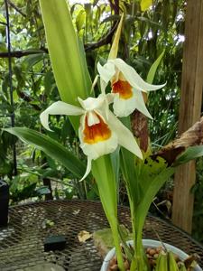 Coelogyne Memoria W. Micholitz