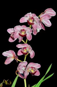 Cymbidium Camilla