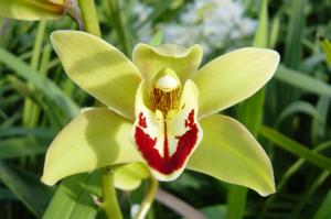 Cymbidium Garnet