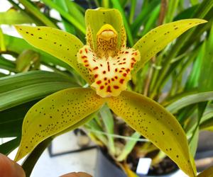 Cymbidium Rosefieldense