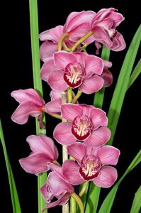 Cymbidium Rosita