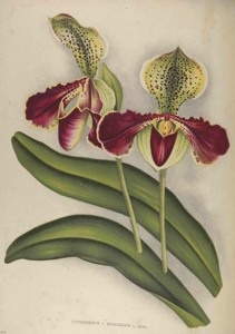 Paphiopedilum Beeckmanii