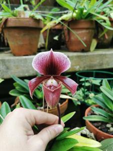 Paphiopedilum Dante