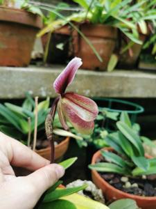 Paphiopedilum Dante