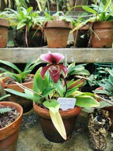 Paphiopedilum Dante