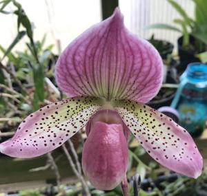 Paphiopedilum Darling