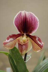 Paphiopedilum Earl of Chester