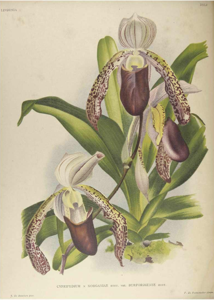 Paphiopedilum Morganiae