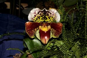 Paphiopedilum Pacific Ocean