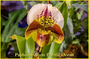 Paphiopedilum Pacific Ocean