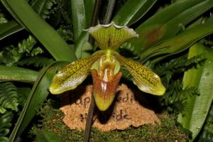 Paphiopedilum Sir Redvers Buller