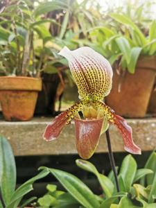 Paphiopedilum Sir Redvers Buller