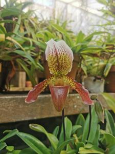 Paphiopedilum Sir Redvers Buller