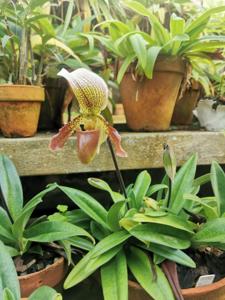 Paphiopedilum Sir Redvers Buller