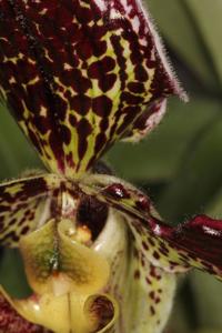 Paphiopedilum Varvara