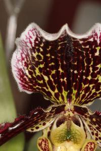 Paphiopedilum Varvara