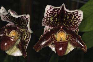 Paphiopedilum William Stirling