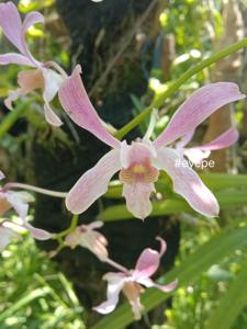 Dendrobium Brisbane